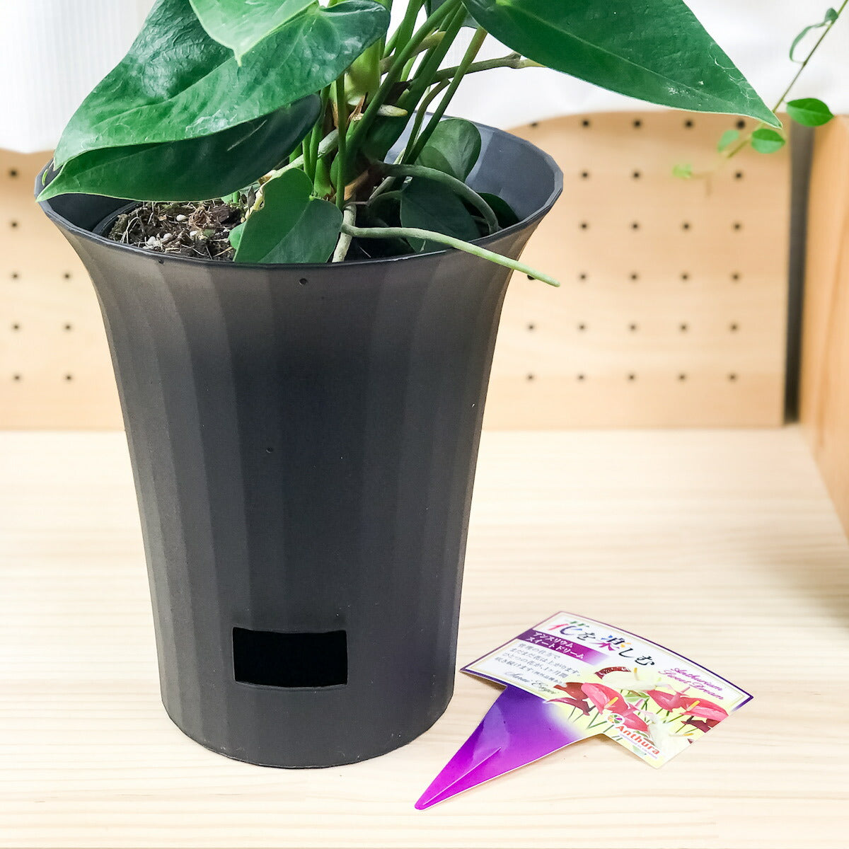 PLANCHU 観葉植物 アンスリウム エジソン 6号鉢 底面吸水鉢タイプ Anthurium andraeanum アンスリューム 鉢花 アンスラ Anthura