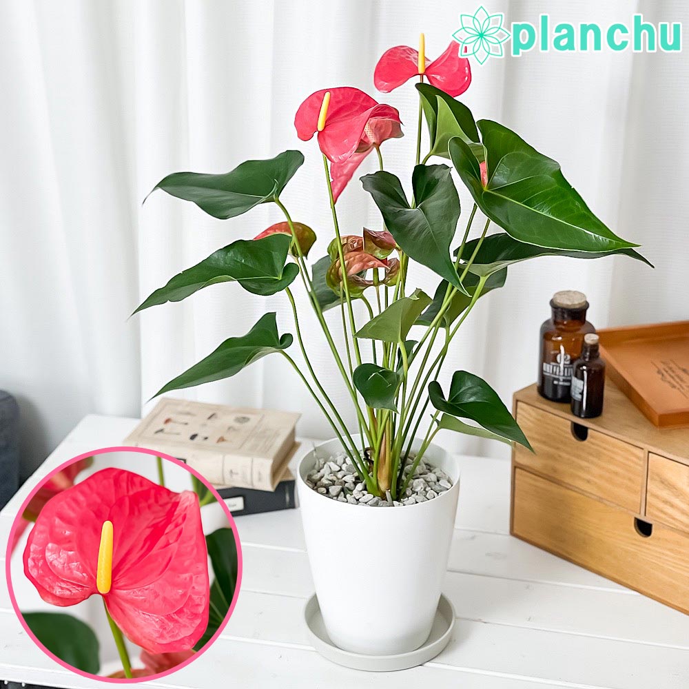 PLANCHU 観葉植物 アンスリウム メイン 6号鉢 受け皿付き 育て方説明書付き Anthurium andraeanum ‘Maine’ アンスリューム アロイド 鉢花 ピンク系