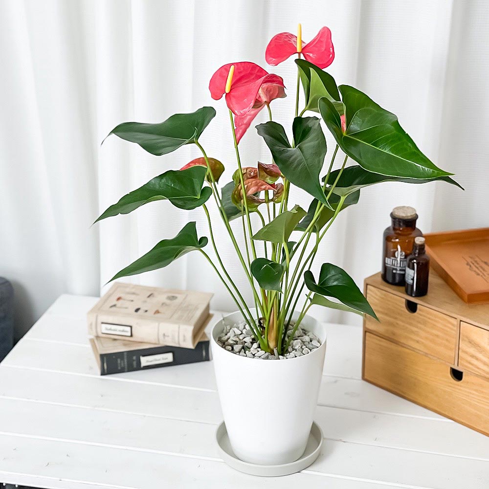 PLANCHU 観葉植物 アンスリウム メイン 6号鉢 受け皿付き 育て方説明書付き Anthurium andraeanum ‘Maine’ アンスリューム アロイド 鉢花 ピンク系