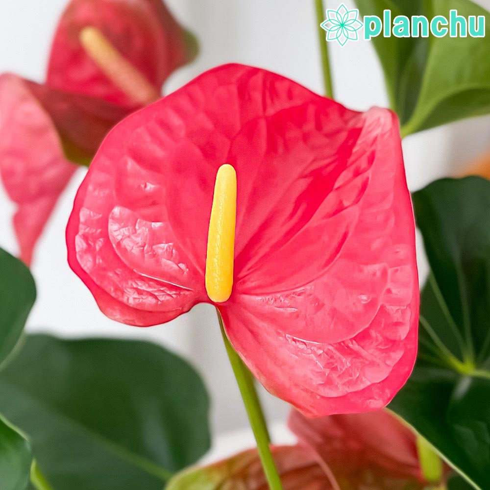 PLANCHU 観葉植物 アンスリウム メイン 6号鉢 受け皿付き 育て方説明書付き Anthurium andraeanum ‘Maine’ アンスリューム アロイド 鉢花 ピンク系