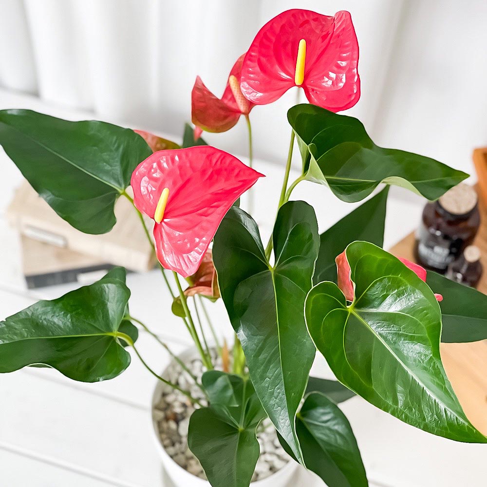 PLANCHU 観葉植物 アンスリウム メイン 6号鉢 受け皿付き 育て方説明書付き Anthurium andraeanum ‘Maine’ アンスリューム アロイド 鉢花 ピンク系