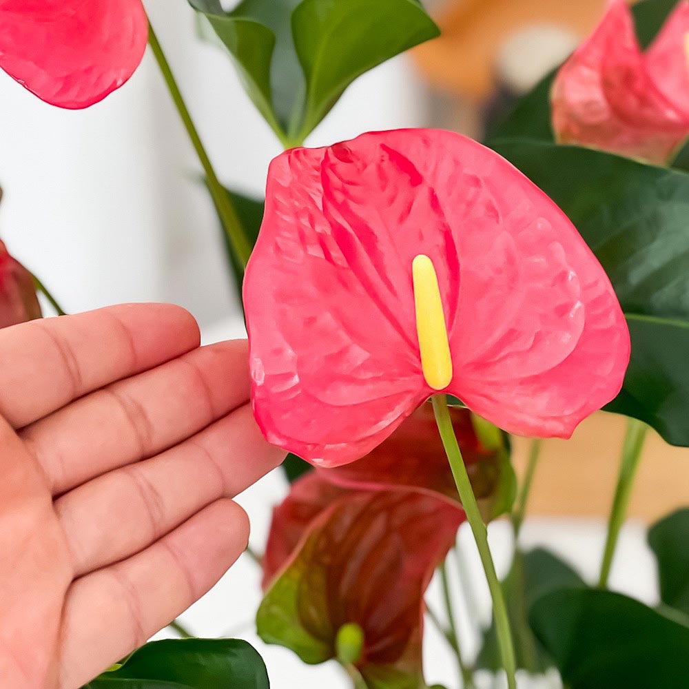 PLANCHU 観葉植物 アンスリウム メイン 6号鉢 受け皿付き 育て方説明書付き Anthurium andraeanum ‘Maine’ アンスリューム アロイド 鉢花 ピンク系