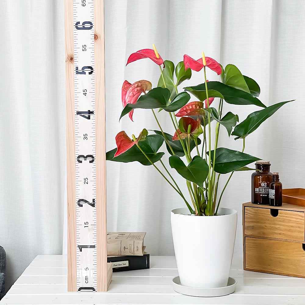 PLANCHU 観葉植物 アンスリウム メイン 6号鉢 受け皿付き 育て方説明書付き Anthurium andraeanum ‘Maine’ アンスリューム アロイド 鉢花 ピンク系