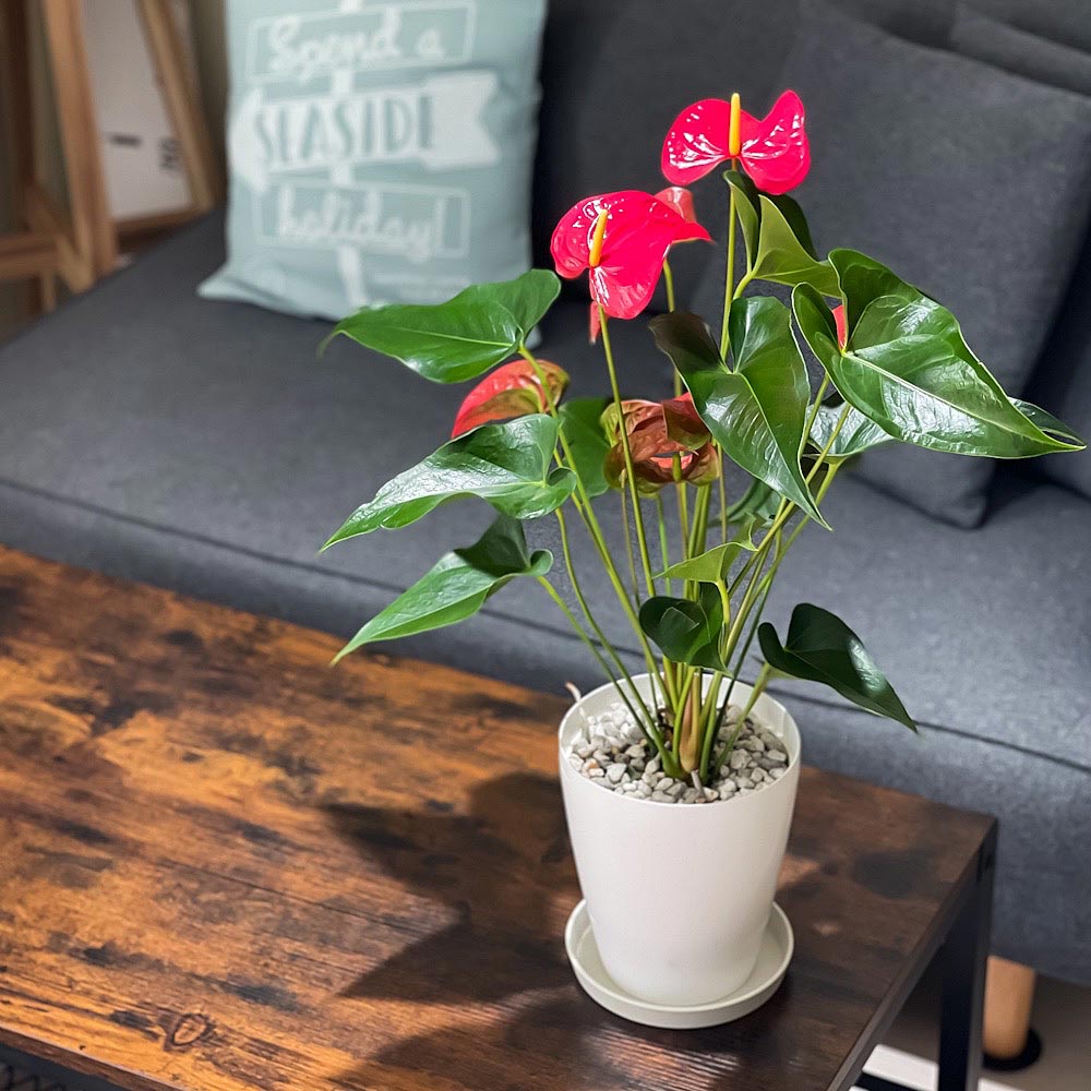 PLANCHU 観葉植物 アンスリウム メイン 6号鉢 受け皿付き 育て方説明書付き Anthurium andraeanum ‘Maine’ アンスリューム アロイド 鉢花 ピンク系