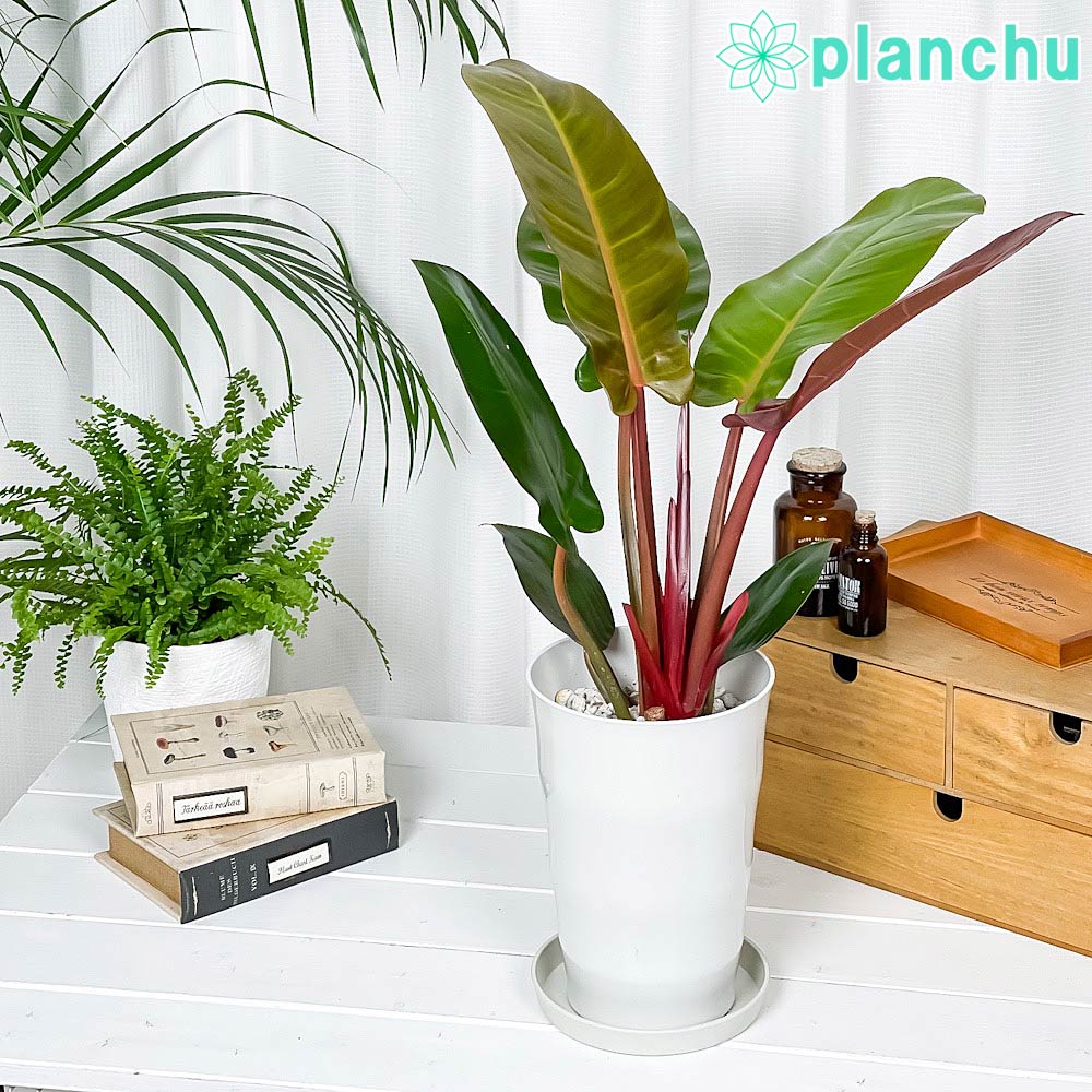 PLANCHU 観葉植物 フィロデンドロン サンレッド 6号鉢 受け皿付き Philodendron ‘Sun Red’ アロイド