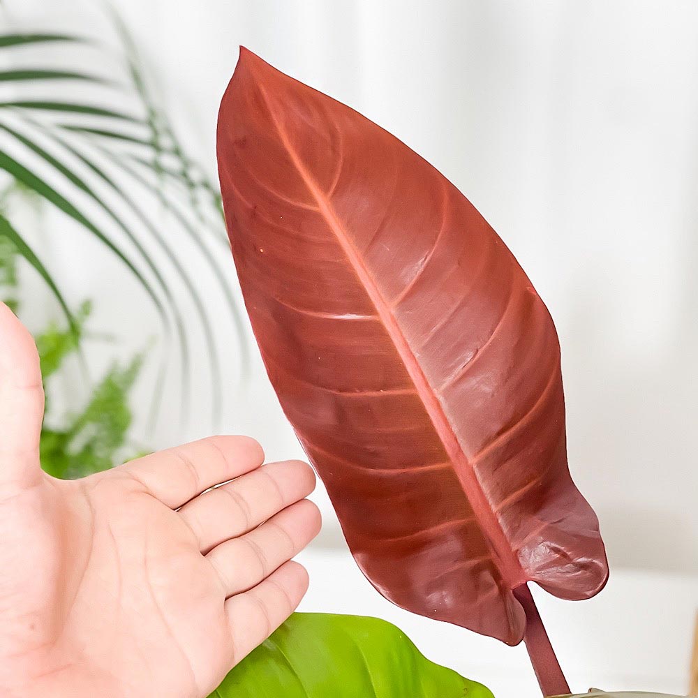 PLANCHU 観葉植物 フィロデンドロン サンレッド 6号鉢 受け皿付き Philodendron ‘Sun Red’ アロイド
