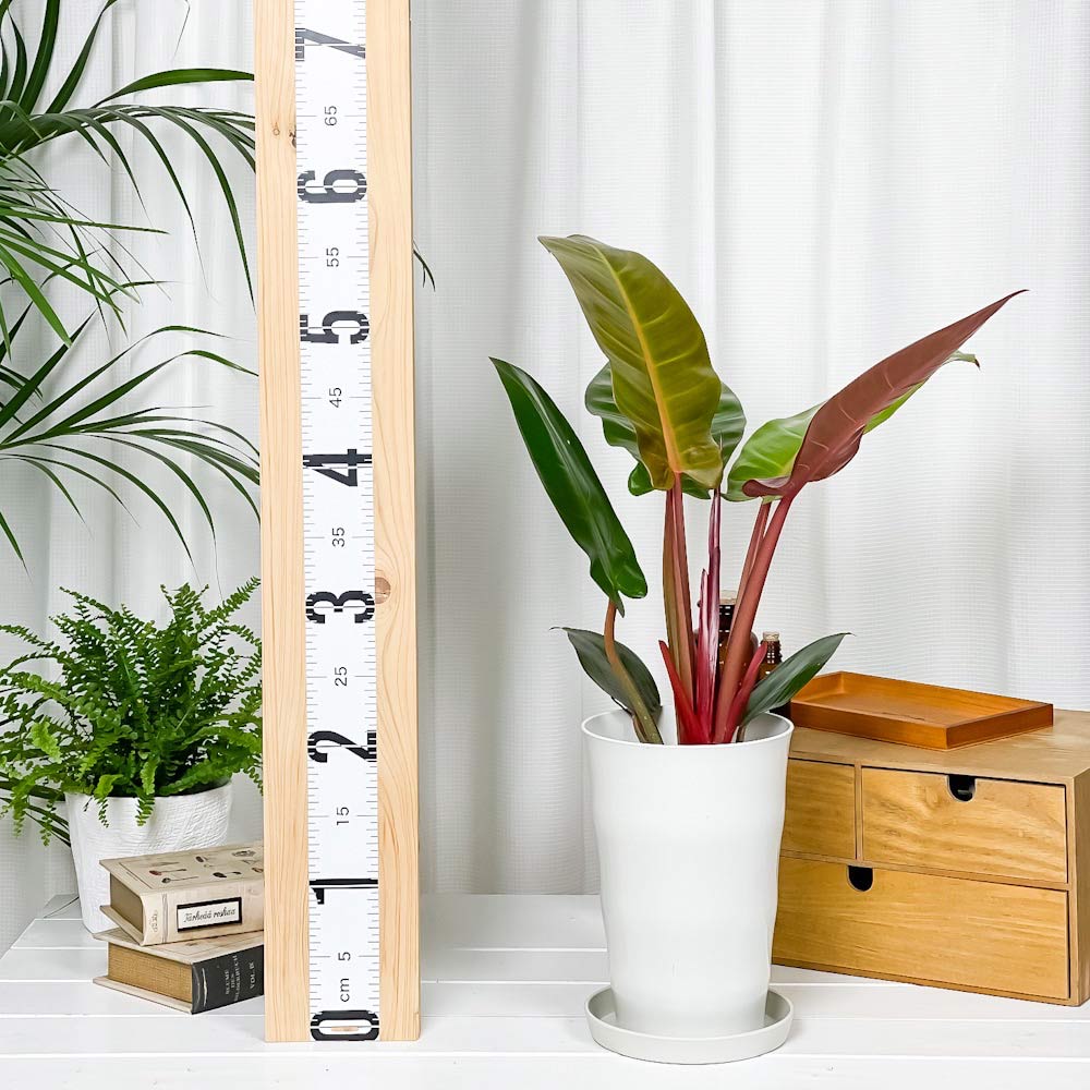 PLANCHU 観葉植物 フィロデンドロン サンレッド 6号鉢 受け皿付き Philodendron ‘Sun Red’ アロイド