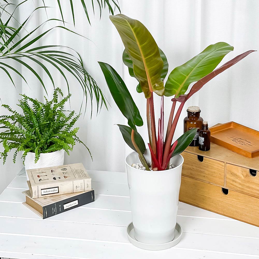 PLANCHU 観葉植物 フィロデンドロン サンレッド 6号鉢 受け皿付き Philodendron ‘Sun Red’ アロイド