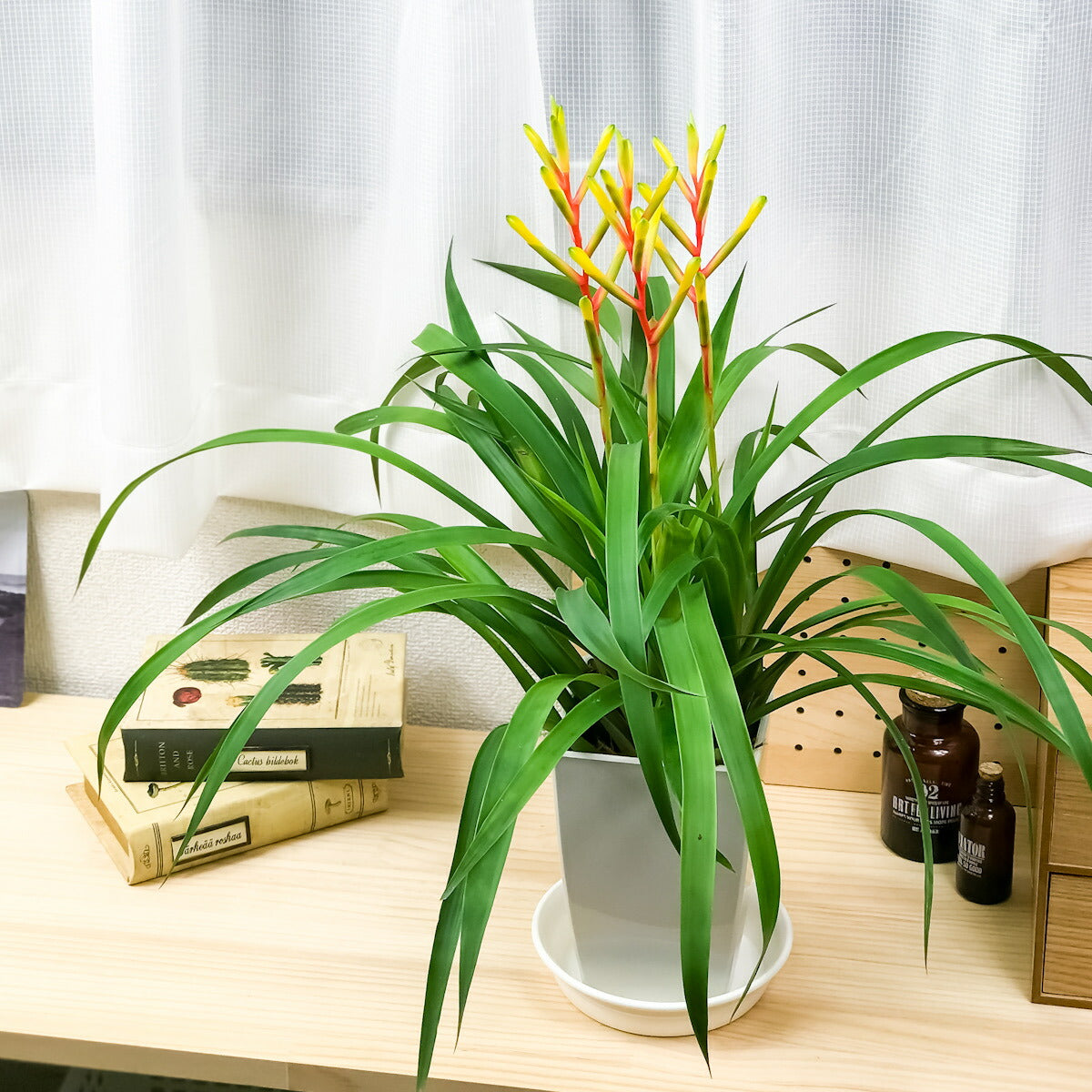 PLANCHU 観葉植物 グズマニア ディシティフローラ メジャー 4.5号鉢 受け皿付き 育て方説明書付き Guzmania dissitiflora ‘Major’ ブロメリア