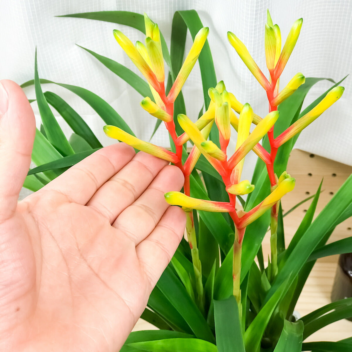 PLANCHU 観葉植物 グズマニア ディシティフローラ メジャー 4.5号鉢 受け皿付き 育て方説明書付き Guzmania dissitiflora ‘Major’ ブロメリア