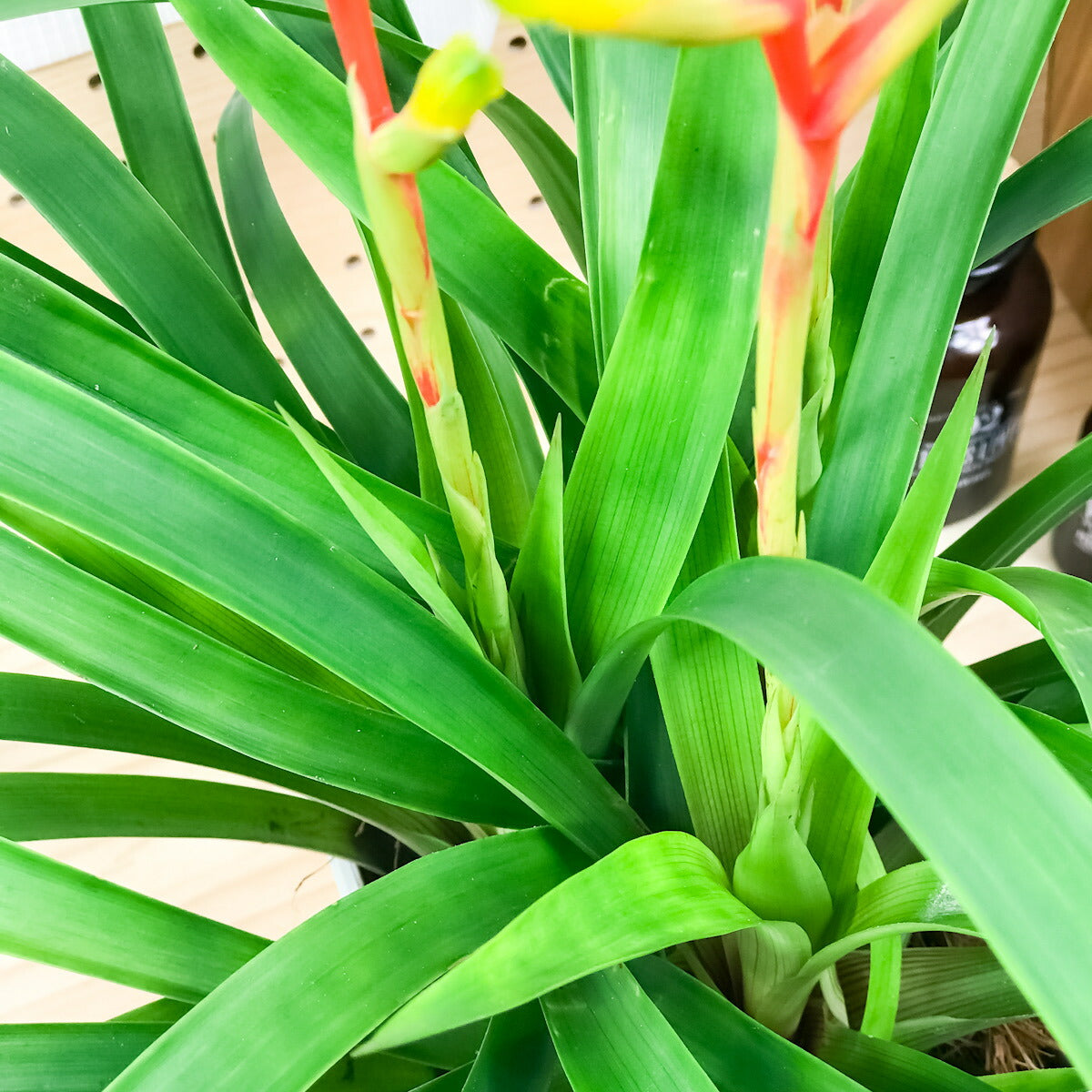 PLANCHU 観葉植物 グズマニア ディシティフローラ メジャー 4.5号鉢 受け皿付き 育て方説明書付き Guzmania dissitiflora ‘Major’ ブロメリア