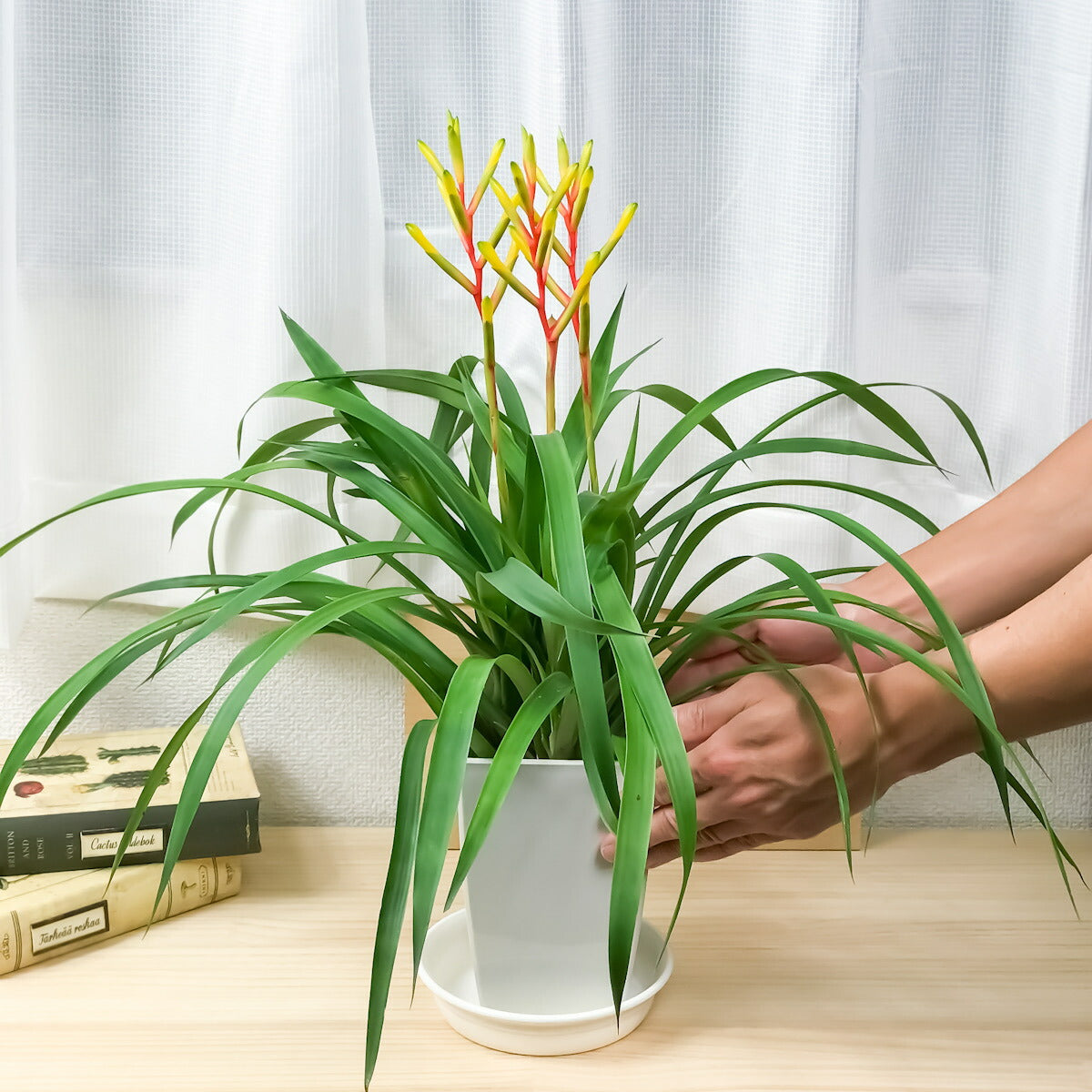 PLANCHU 観葉植物 グズマニア ディシティフローラ メジャー 4.5号鉢 受け皿付き 育て方説明書付き Guzmania dissitiflora ‘Major’ ブロメリア