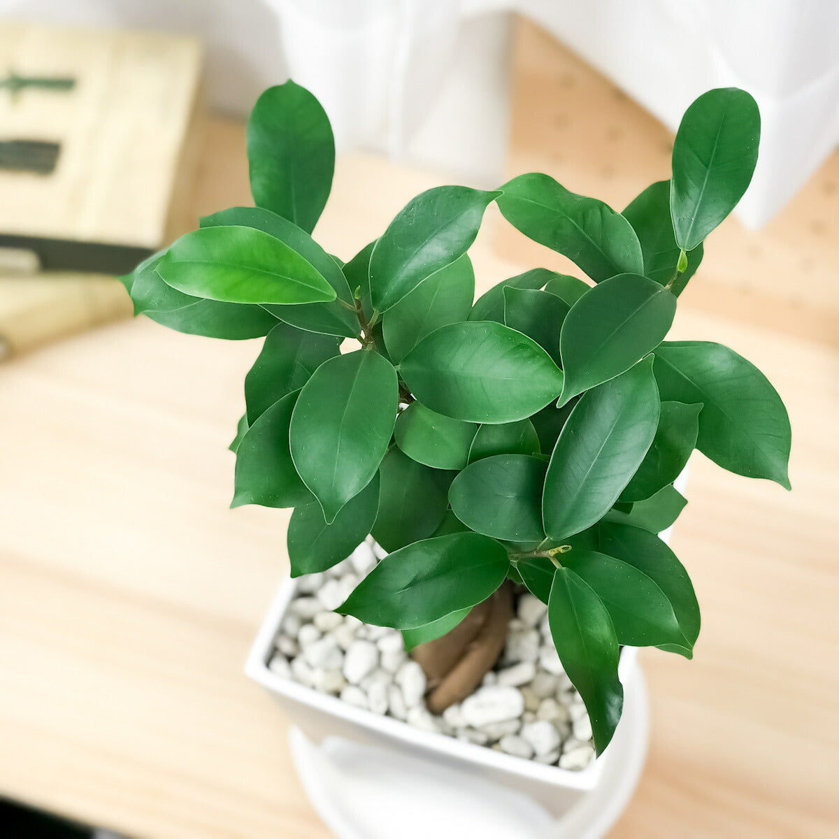 PLANCHU 観葉植物 ガジュマル 4.5号鉢 受け皿付き Ficus microcarpa
