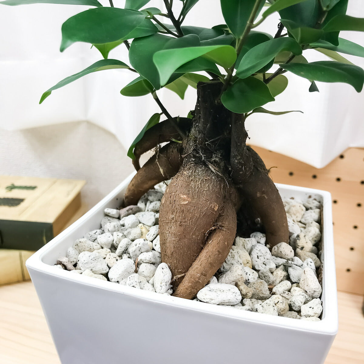 PLANCHU 観葉植物 ガジュマル 4.5号鉢 受け皿付き Ficus microcarpa