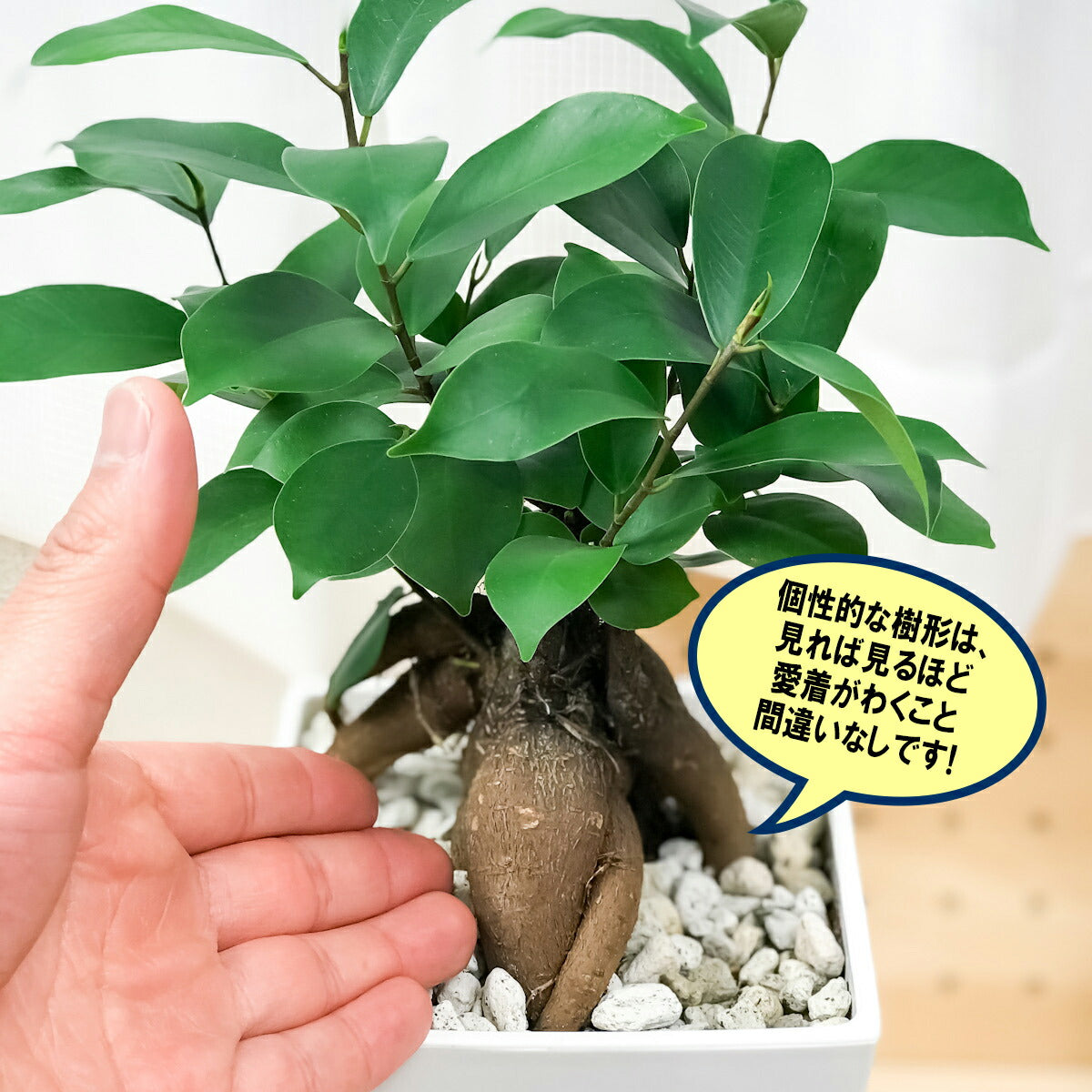 PLANCHU 観葉植物 ガジュマル 4.5号鉢 受け皿付き Ficus microcarpa