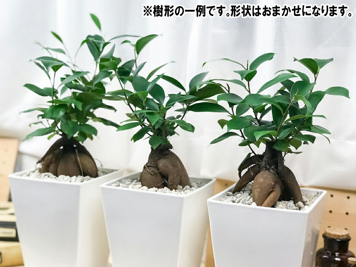 PLANCHU 観葉植物 ガジュマル 4.5号鉢 受け皿付き Ficus microcarpa