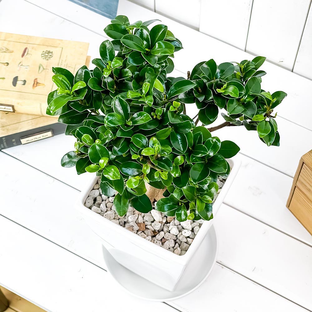 PLANCHU 観葉植物 ガジュマル 太幹 6号角鉢 受け皿付き 育て方説明書付き Ficus microcarpa フィカス ミクロカルパ 精霊の宿る木