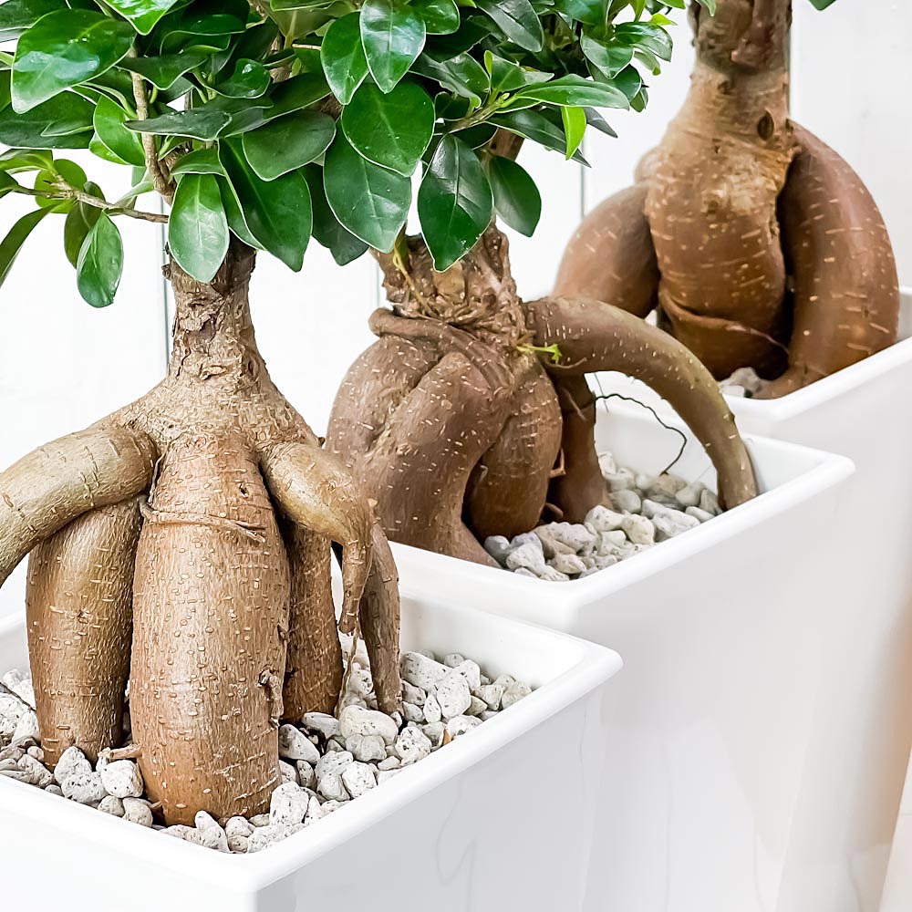 PLANCHU 観葉植物 ガジュマル 太幹 6号角鉢 受け皿付き 育て方説明書付き Ficus microcarpa フィカス ミクロカルパ 精霊の宿る木