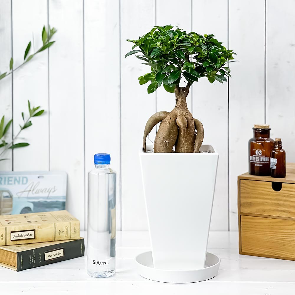 PLANCHU 観葉植物 ガジュマル 太幹 6号角鉢 受け皿付き 育て方説明書付き Ficus microcarpa フィカス ミクロカルパ 精霊の宿る木