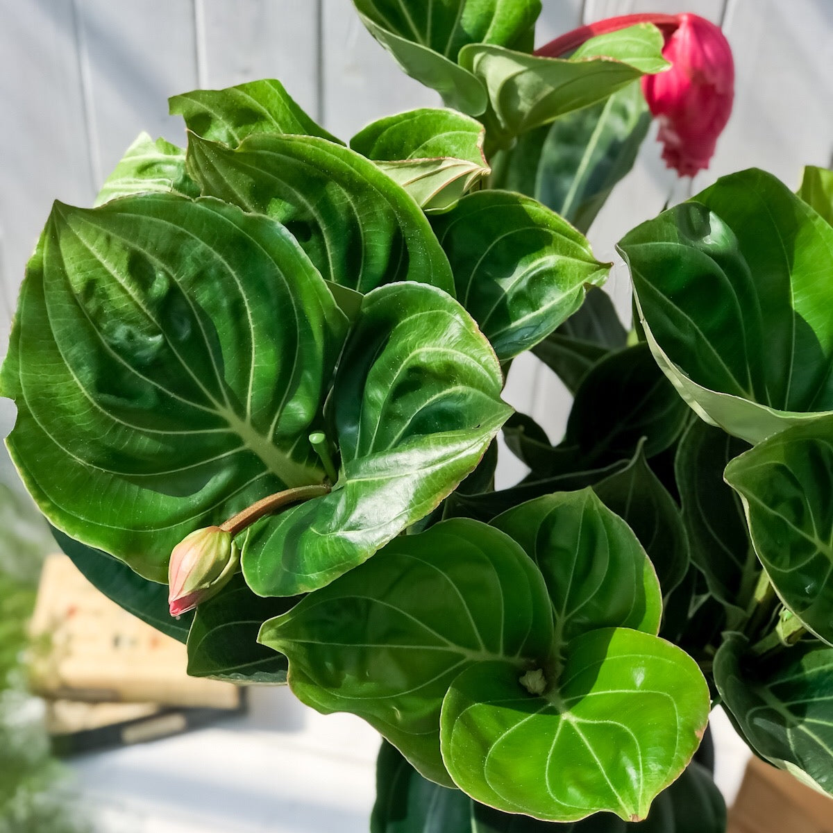 PLANCHU 熱帯花木 メディニラ マグニフィカ フラメンコ 8号鉢 開花株 受け皿付き Medinilla magnifica ‘Flamenco’ 観葉植物 鉢花