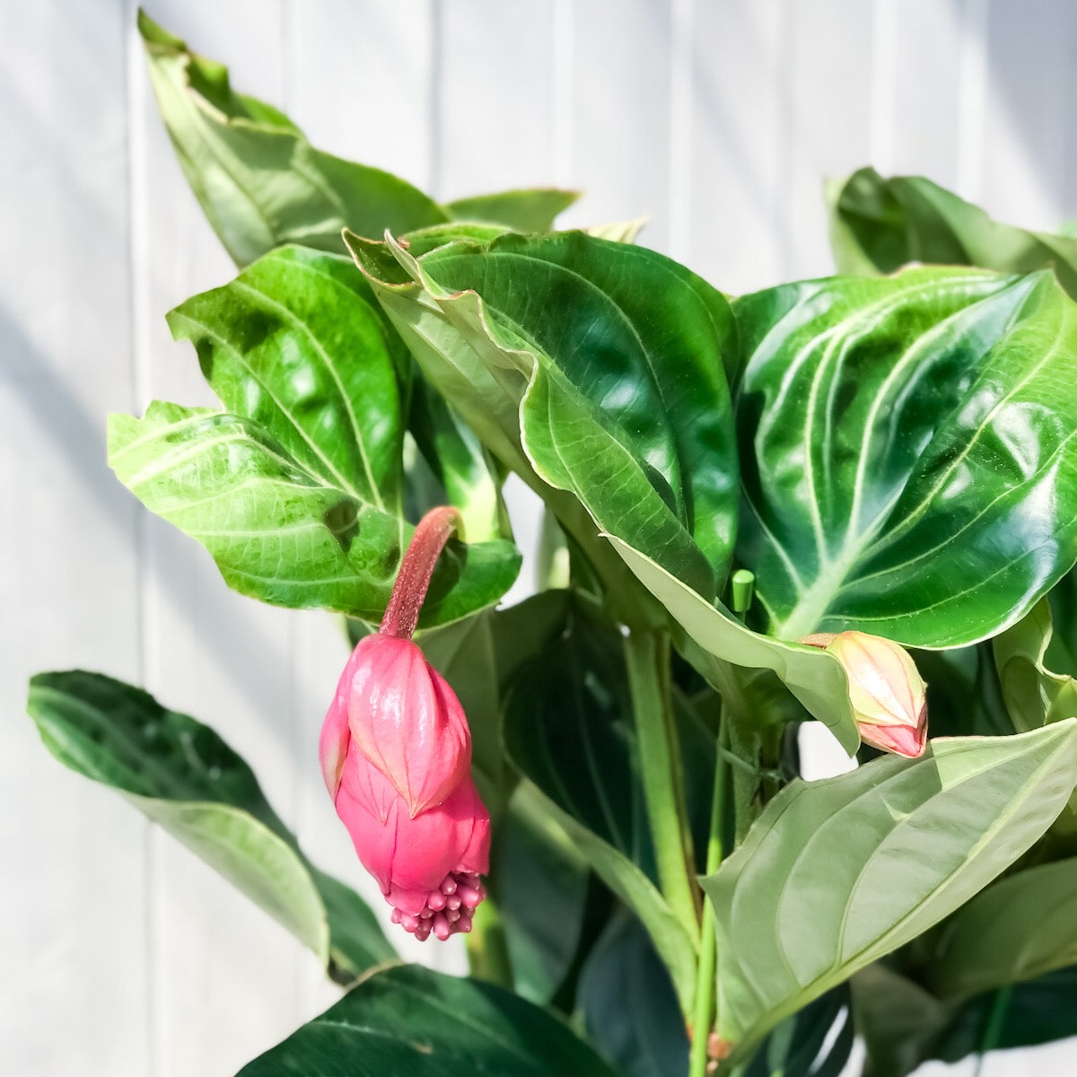 PLANCHU 熱帯花木 メディニラ マグニフィカ フラメンコ 8号鉢 開花株 受け皿付き Medinilla magnifica ‘Flamenco’ 観葉植物 鉢花