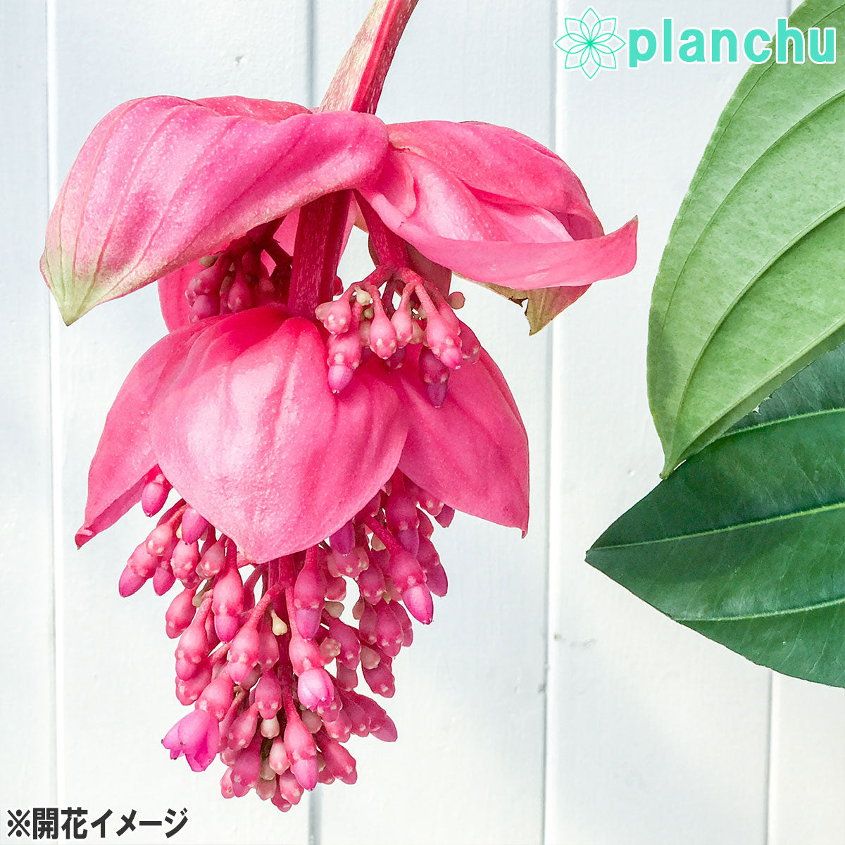 PLANCHU 熱帯花木 メディニラ マグニフィカ フラメンコ 8号鉢 開花株 受け皿付き Medinilla magnifica ‘Flamenco’ 観葉植物 鉢花
