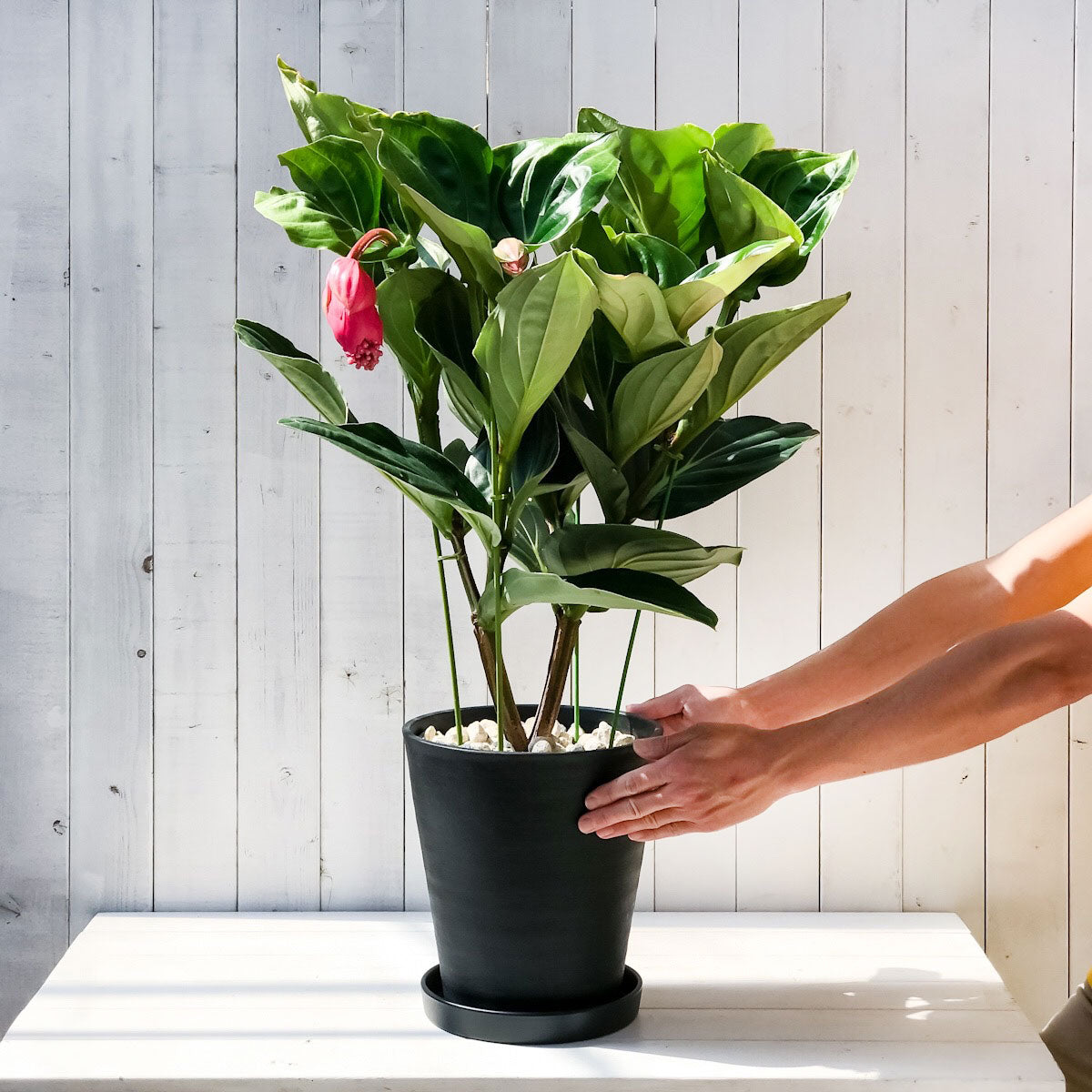 PLANCHU 熱帯花木 メディニラ マグニフィカ フラメンコ 8号鉢 開花株 受け皿付き Medinilla magnifica ‘Flamenco’ 観葉植物 鉢花