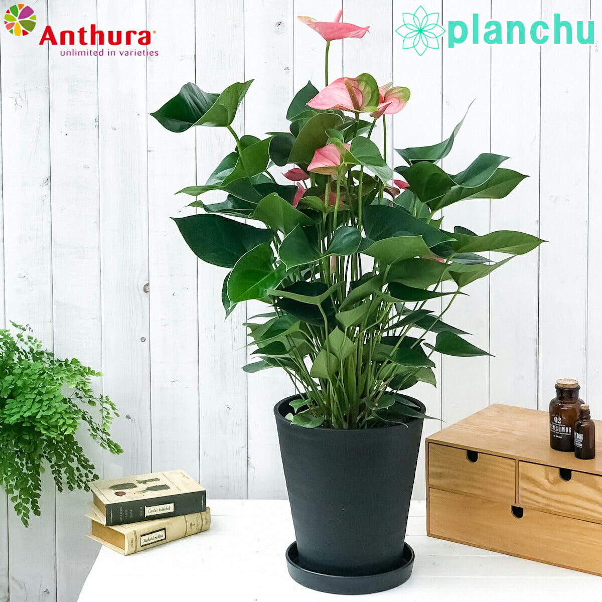PLANCHU 観葉植物 アンスリウム パンドラ 8号鉢 受け皿付き 育て方説明書付き Anthurium andraeanum ‘Pandora’ アンスリューム アロイド 鉢花 ピンク系