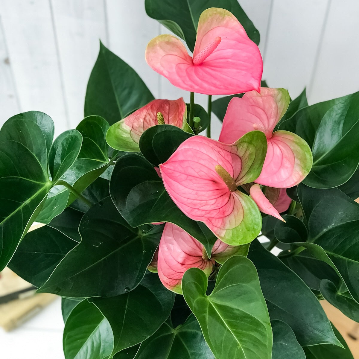 PLANCHU 観葉植物 アンスリウム パンドラ 8号鉢 受け皿付き 育て方説明書付き Anthurium andraeanum ‘Pandora’ アンスリューム アロイド 鉢花 ピンク系