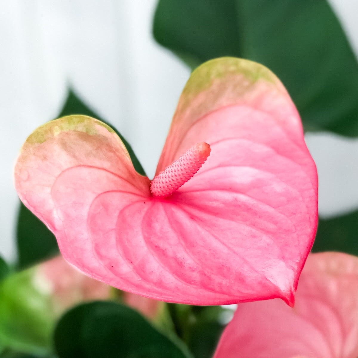 PLANCHU 観葉植物 アンスリウム パンドラ 8号鉢 受け皿付き 育て方説明書付き Anthurium andraeanum ‘Pandora’ アンスリューム アロイド 鉢花 ピンク系