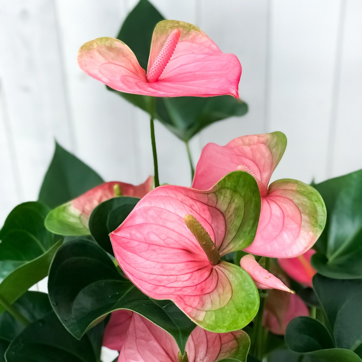 PLANCHU 観葉植物 アンスリウム パンドラ 8号鉢 受け皿付き 育て方説明書付き Anthurium andraeanum ‘Pandora’ アンスリューム アロイド 鉢花 ピンク系