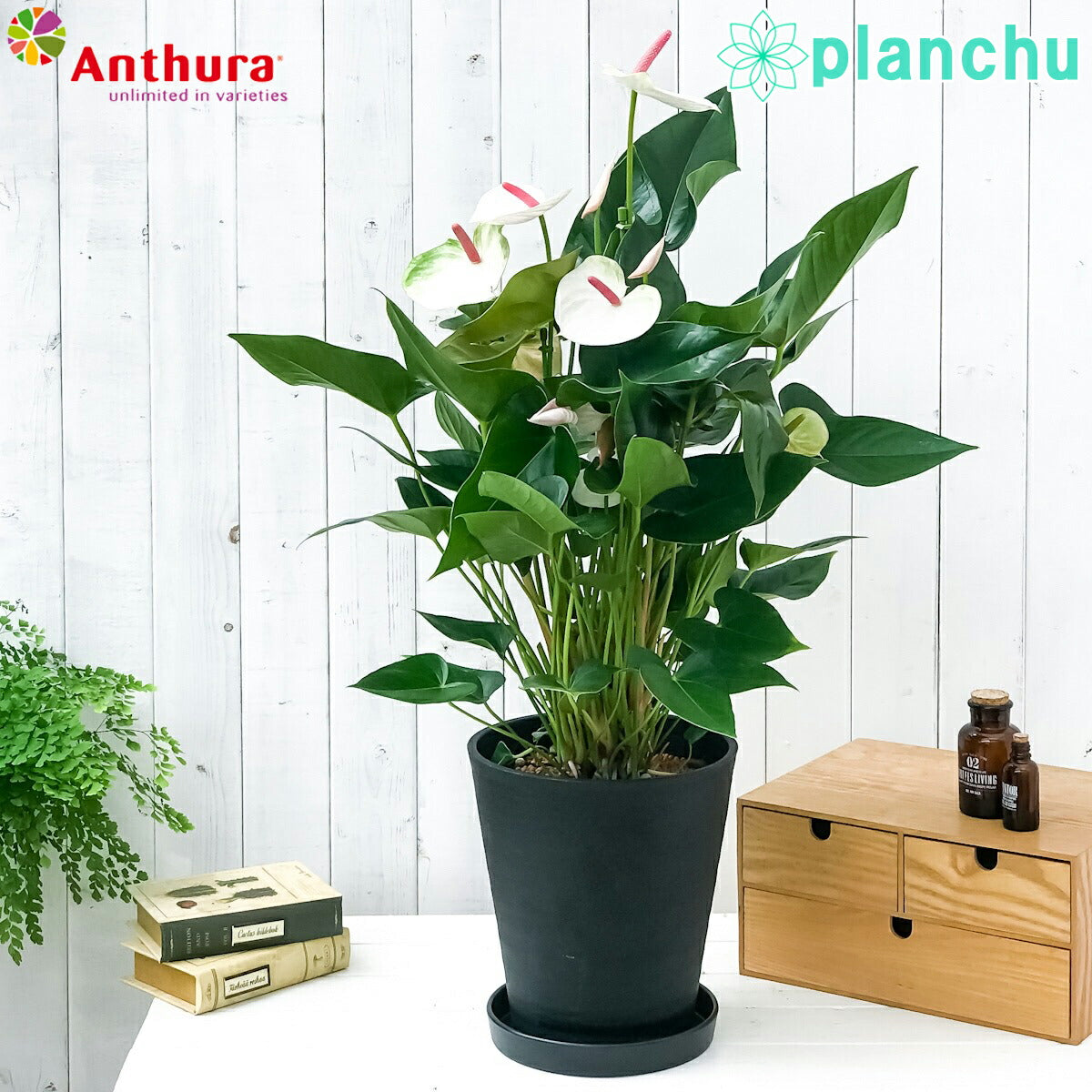 PLANCHU 観葉植物 アンスリウム ビューティーホワイト 8号鉢 受け皿付き 育て方説明書付き Anthurium andraeanum アンスリューム 鉢花 アンスラ Anthura