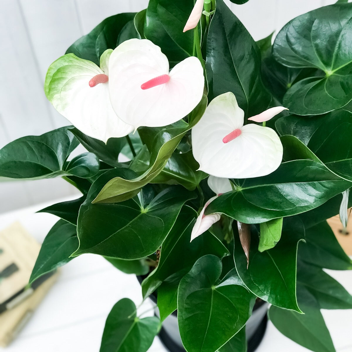 PLANCHU 観葉植物 アンスリウム ビューティーホワイト 8号鉢 受け皿付き 育て方説明書付き Anthurium andraeanum アンスリューム 鉢花 アンスラ Anthura