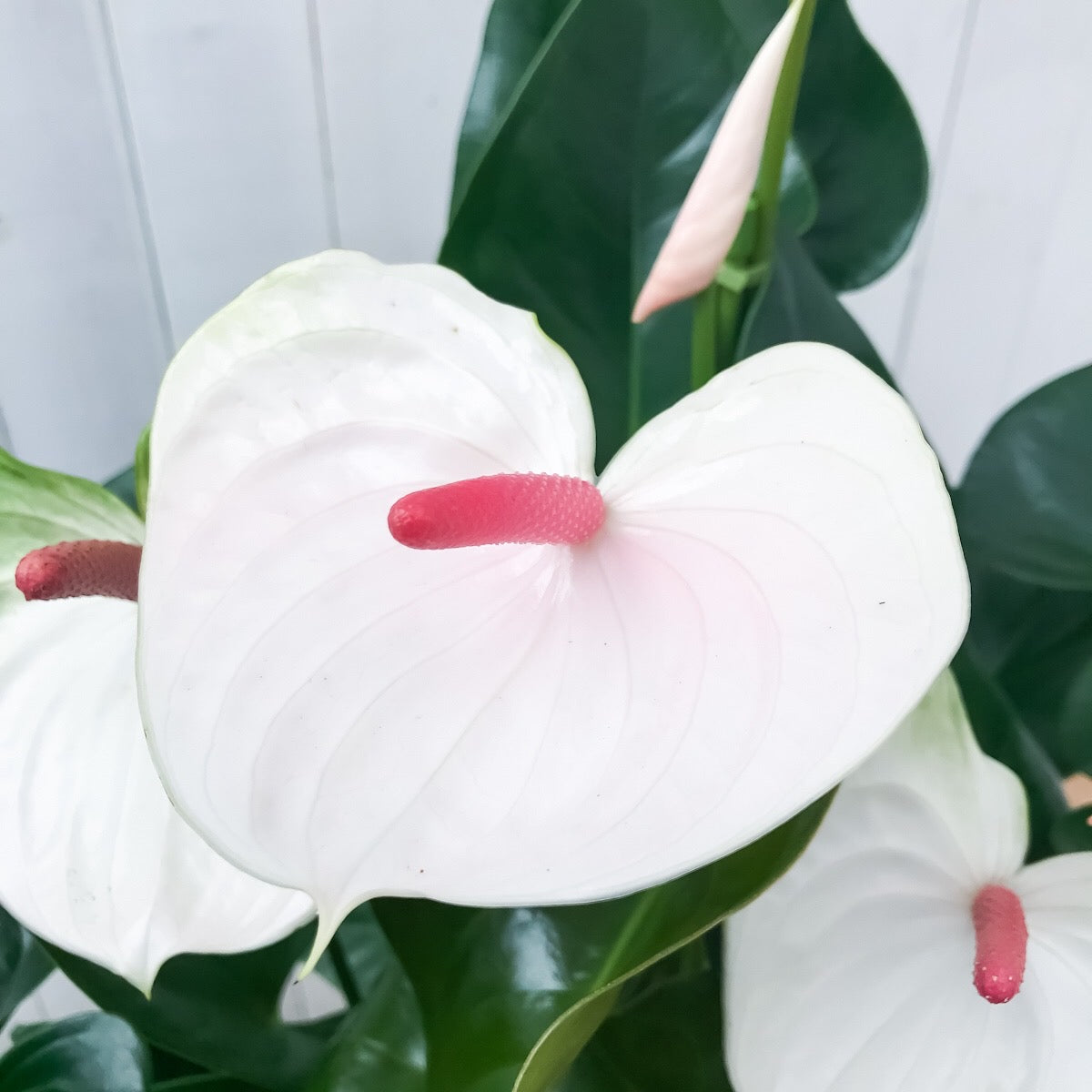 PLANCHU 観葉植物 アンスリウム ビューティーホワイト 8号鉢 受け皿付き 育て方説明書付き Anthurium andraeanum アンスリューム 鉢花 アンスラ Anthura