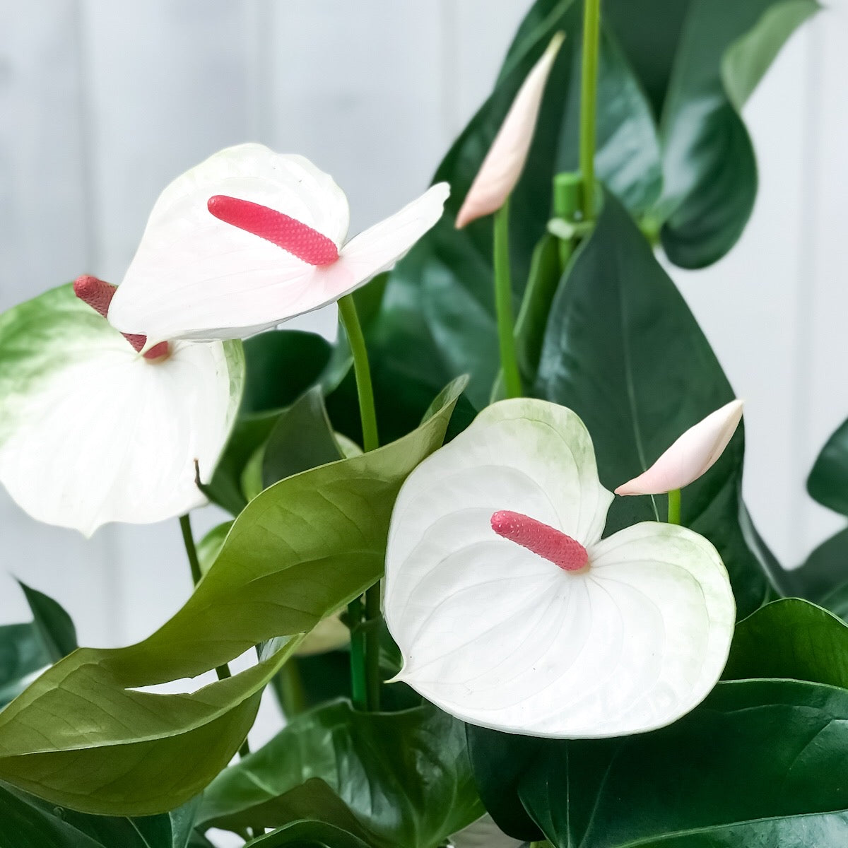 PLANCHU 観葉植物 アンスリウム ビューティーホワイト 8号鉢 受け皿付き 育て方説明書付き Anthurium andraeanum アンスリューム 鉢花 アンスラ Anthura