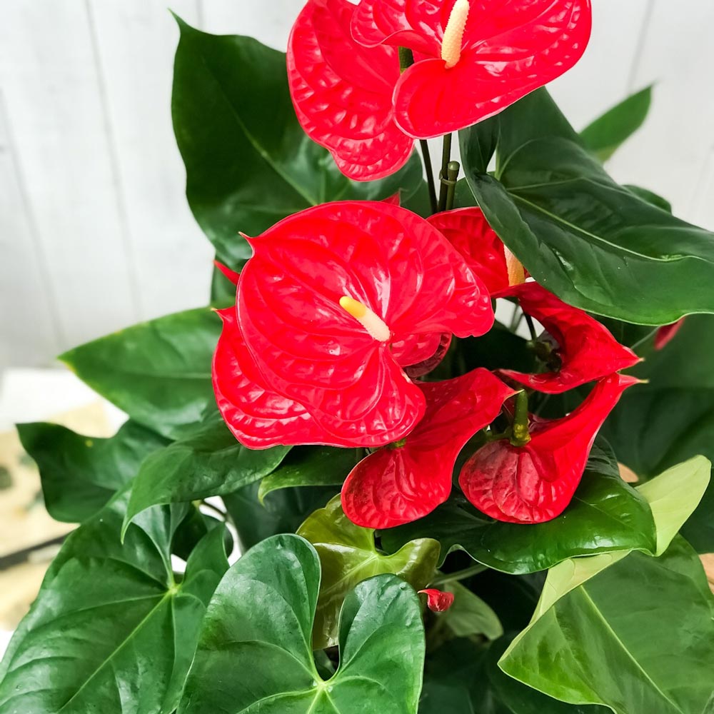 PLANCHU 観葉植物 アンスリウム マデュラル 8号鉢 受け皿付き 育て方説明書付き Anthurium andraeanum アンスリューム 鉢花 アンスラ Anthura