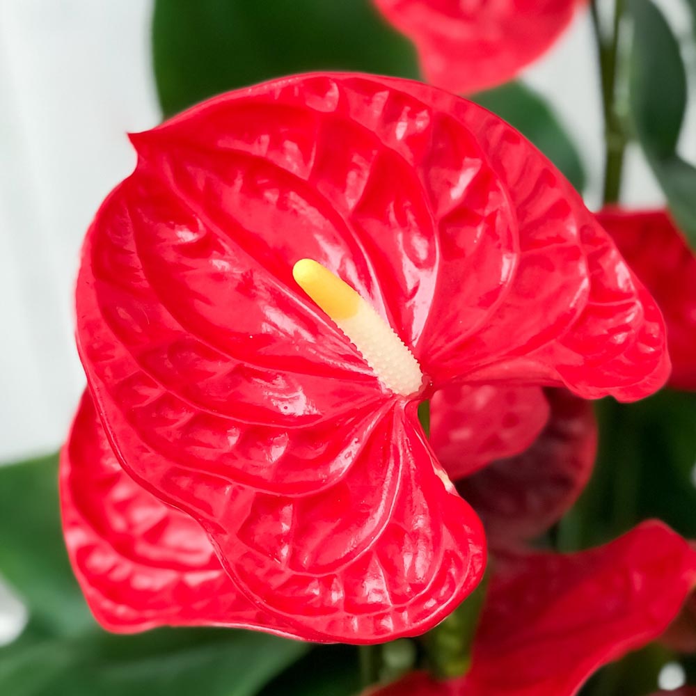 PLANCHU 観葉植物 アンスリウム マデュラル 8号鉢 受け皿付き 育て方説明書付き Anthurium andraeanum アンスリューム 鉢花 アンスラ Anthura
