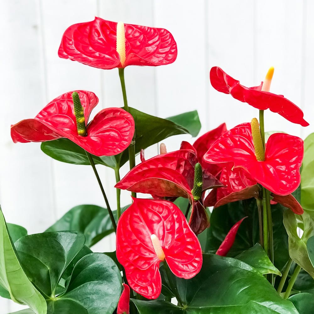 PLANCHU 観葉植物 アンスリウム マデュラル 8号鉢 受け皿付き 育て方説明書付き Anthurium andraeanum アンスリューム 鉢花 アンスラ Anthura
