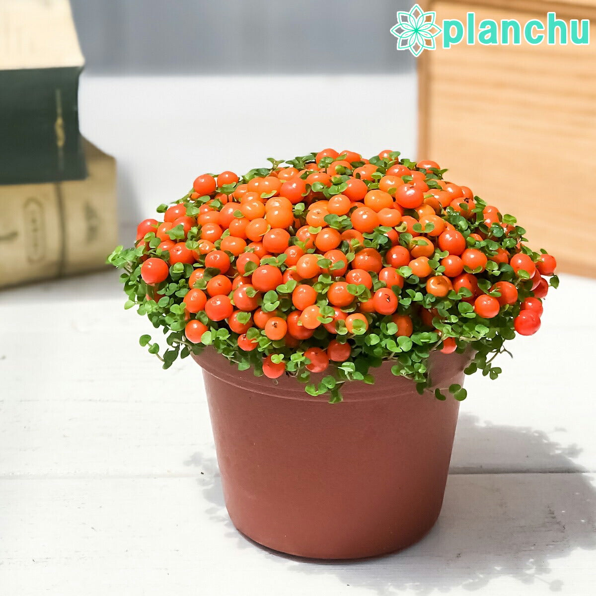 PLANCHU 観葉植物 コケサンゴ オレンジ 2.5号鉢 Nertera granadensis ネルテラ 苔珊瑚 苔サンゴ