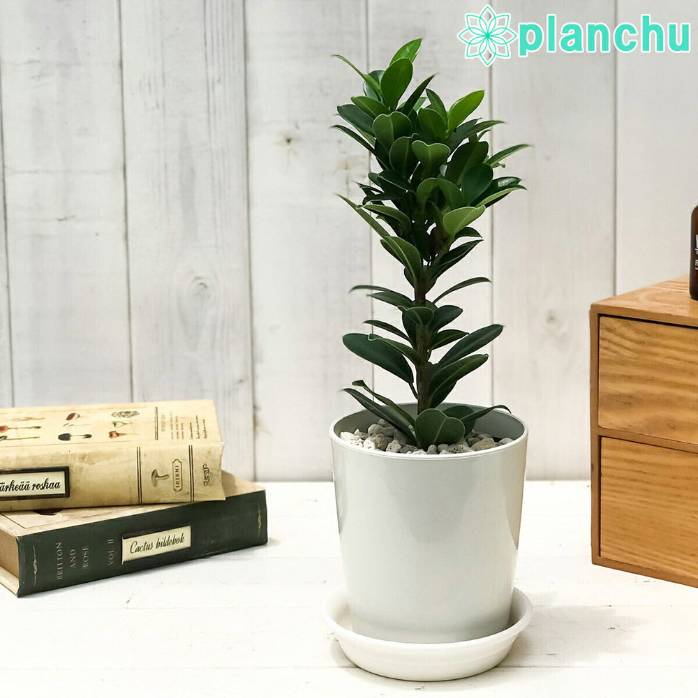 PLANCHU 観葉植物 ガジュマル ベビーリーフ 4号鉢 受け皿付き 育て方