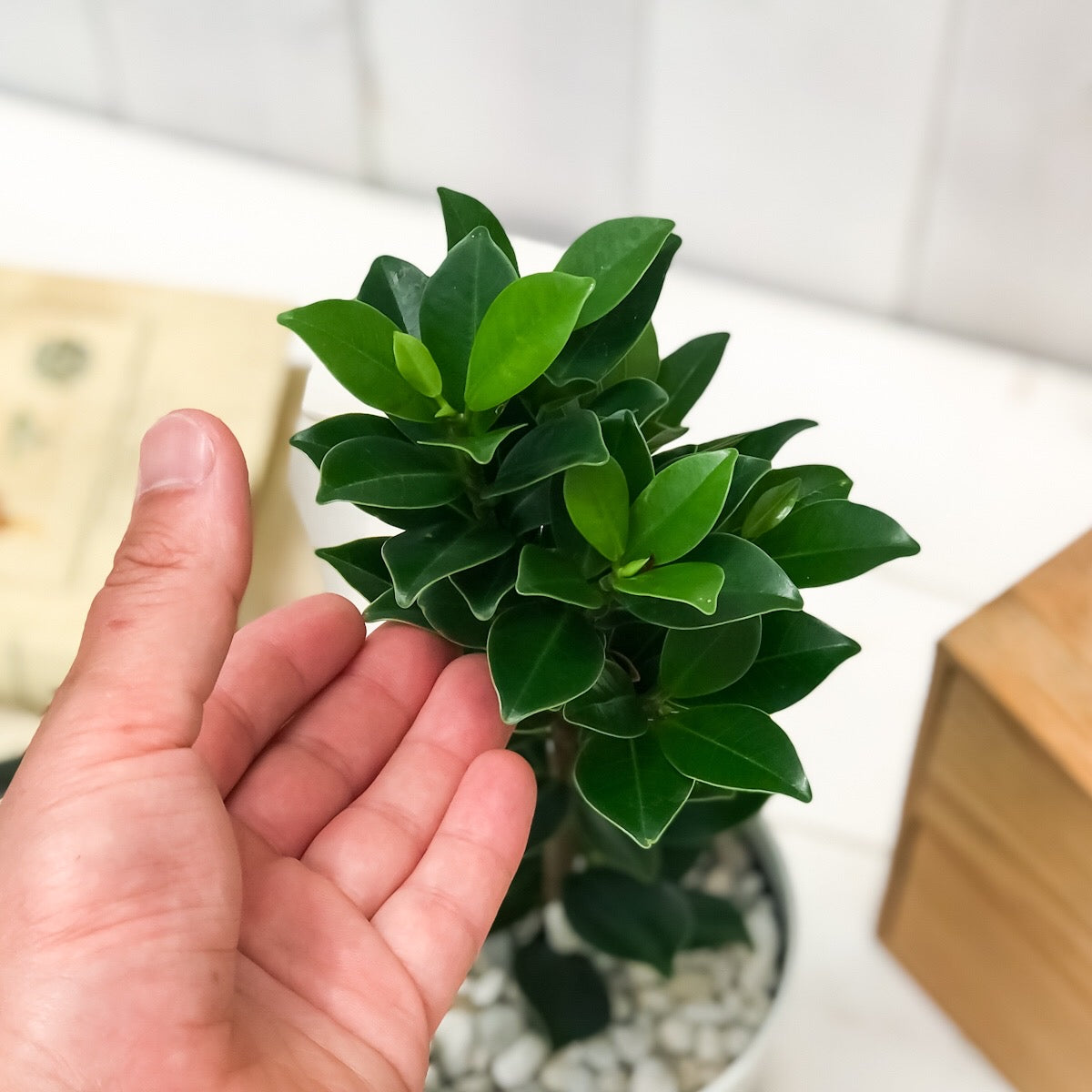 PLANCHU 観葉植物 ガジュマル ベビーリーフ 4号鉢 受け皿付き 育て方説明書付き フィカス 矮性ガジュマル ゴムノキ ゴムの木