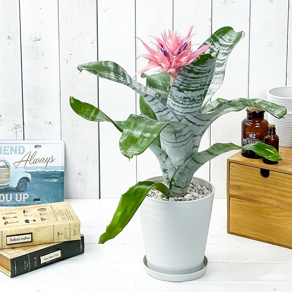 PLANCHU 観葉植物 エクメア ファシアータ 5号鉢 受け皿付き 育て方説明書付き Aechmea fasciata シマサンゴアナナス ファシャータ ブロメリア