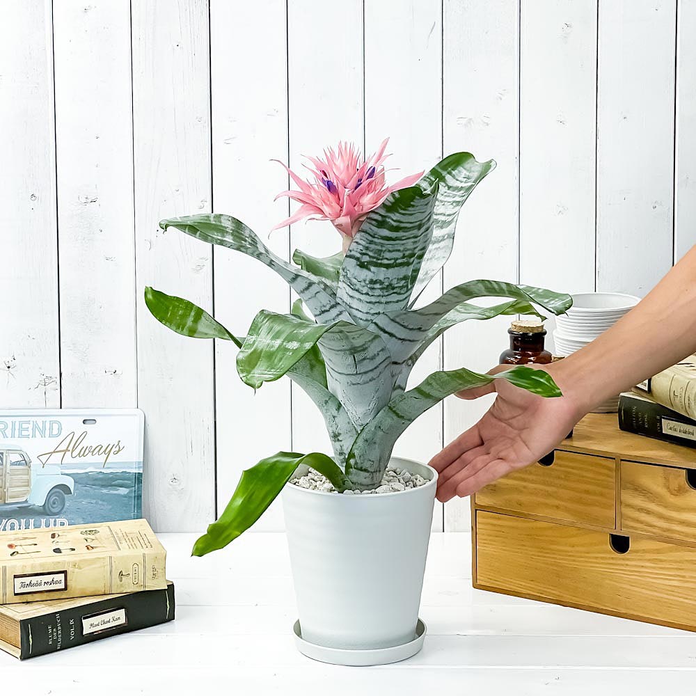 PLANCHU 観葉植物 エクメア ファシアータ 5号鉢 受け皿付き 育て方説明書付き Aechmea fasciata シマサンゴアナナス ファシャータ ブロメリア