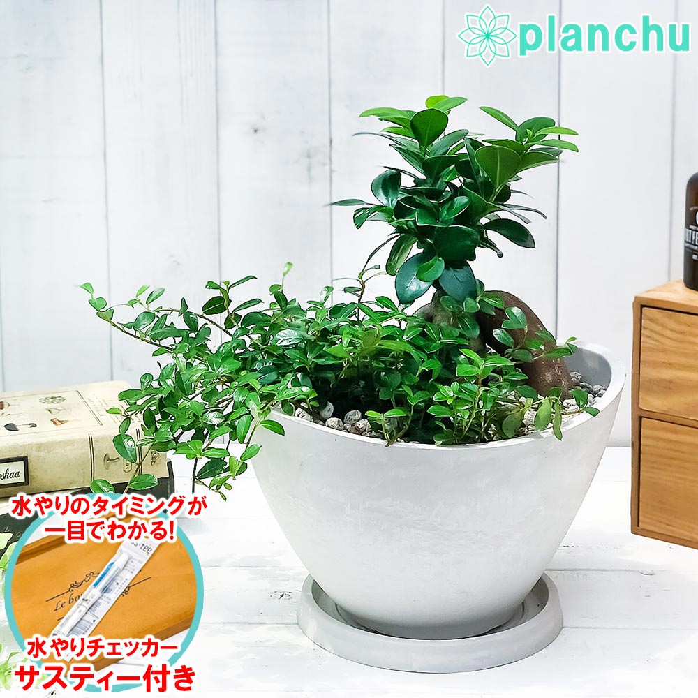 PLANCHU 観葉植物 ガジュマル2種の寄せ植え 人参ガジュマル&つる性ガジュマル 樹脂鉢 ホワイト サスティー付き 受け皿付き 育て方説明書付き 精霊の宿る木