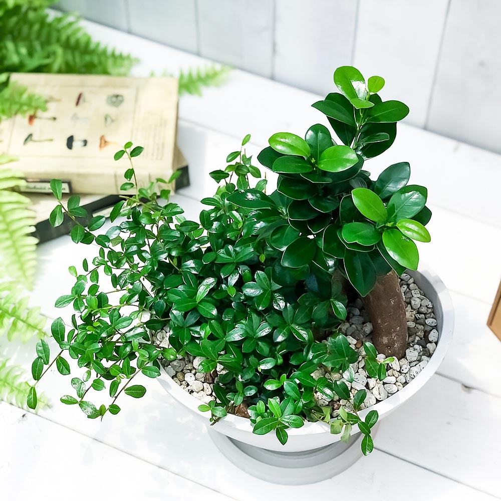 PLANCHU 観葉植物 ガジュマル2種の寄せ植え 人参ガジュマル&つる性ガジュマル 樹脂鉢 ホワイト サスティー付き 受け皿付き 育て方説明書付き 精霊の宿る木