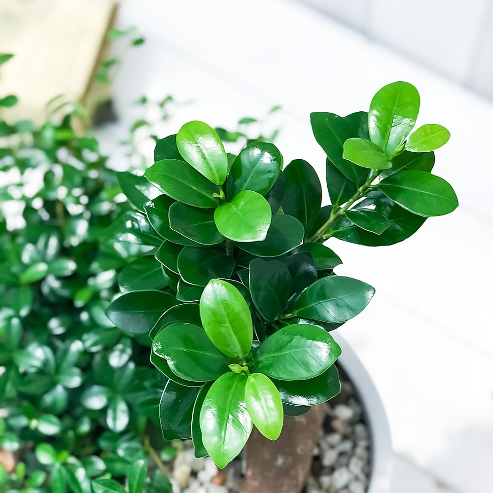 PLANCHU 観葉植物 ガジュマル2種の寄せ植え 人参ガジュマル&つる性ガジュマル 樹脂鉢 ホワイト サスティー付き 受け皿付き 育て方説明書付き 精霊の宿る木