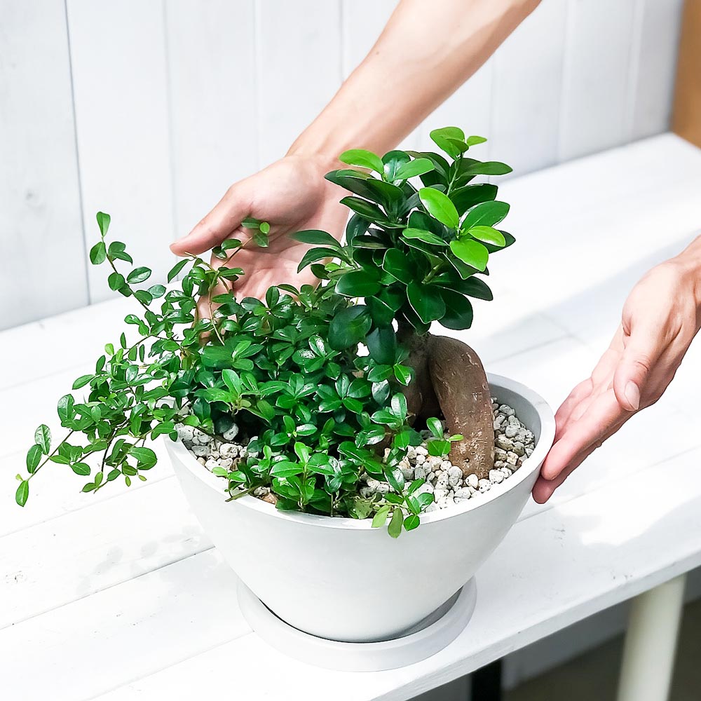 PLANCHU 観葉植物 ガジュマル2種の寄せ植え 人参ガジュマル&つる性ガジュマル 樹脂鉢 ホワイト サスティー付き 受け皿付き 育て方説明書付き 精霊の宿る木