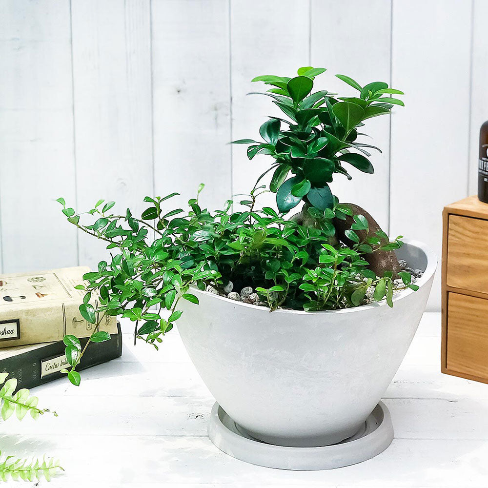 PLANCHU 観葉植物 ガジュマル2種の寄せ植え 人参ガジュマル&つる性ガジュマル 樹脂鉢 ホワイト サスティー付き 受け皿付き 育て方説明書付き 精霊の宿る木