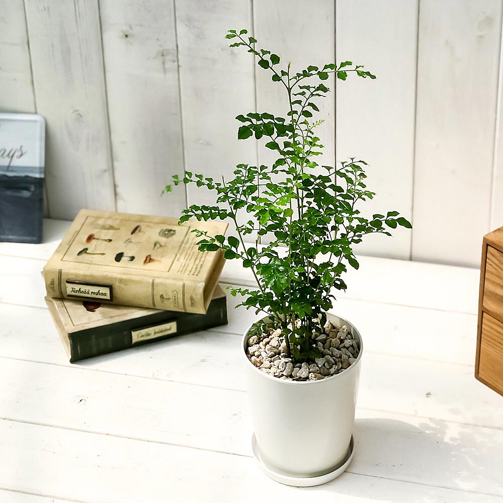 PLANCHU 観葉植物 シマトネリコ 4号鉢 受け皿付き 育て方説明書付き Fraxinus griffithii 苗 苗木 鉢植え 株立ち