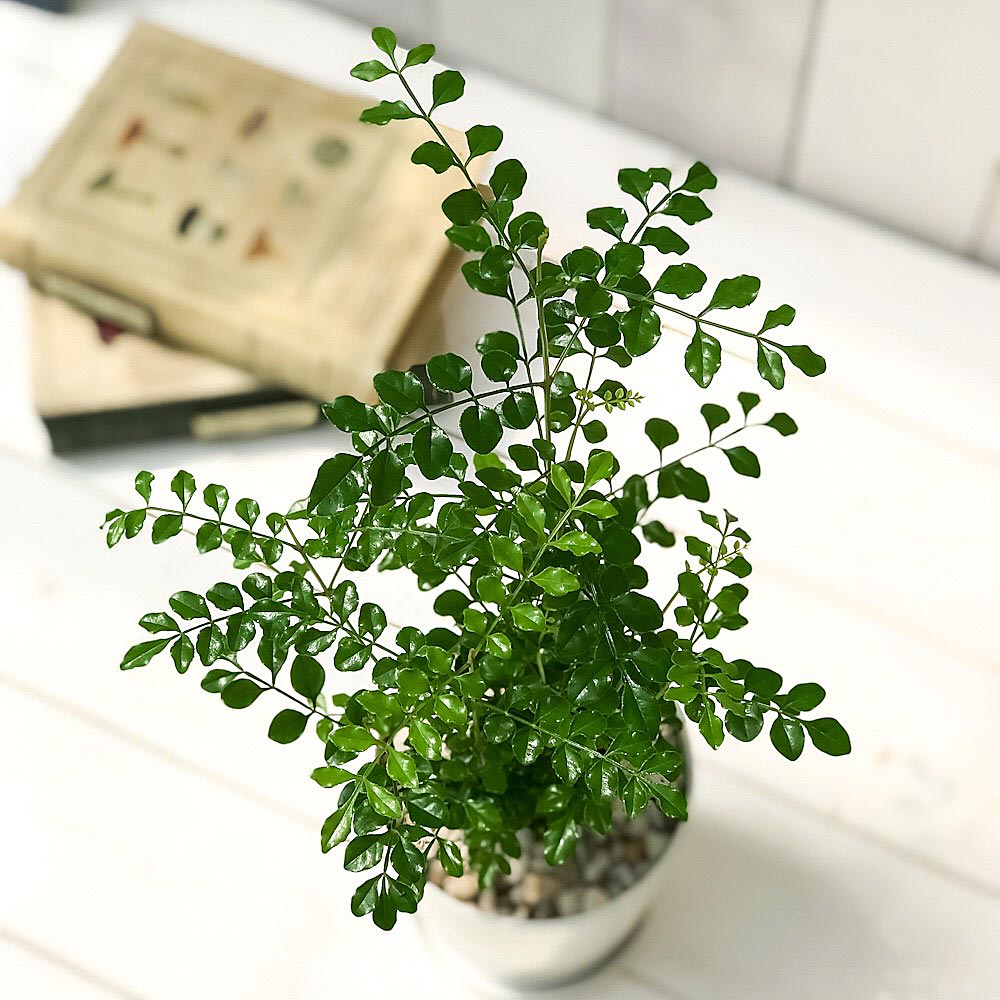 PLANCHU 観葉植物 シマトネリコ 4号鉢 受け皿付き 育て方説明書付き Fraxinus griffithii 苗 苗木 鉢植え 株立ち